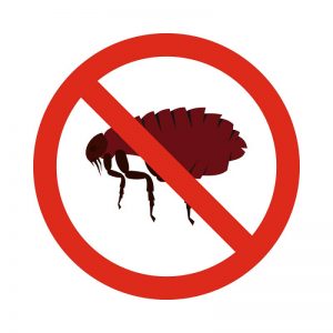 home remedies for fleas illustration