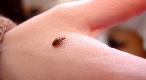 Home Remedies For Flea Bites