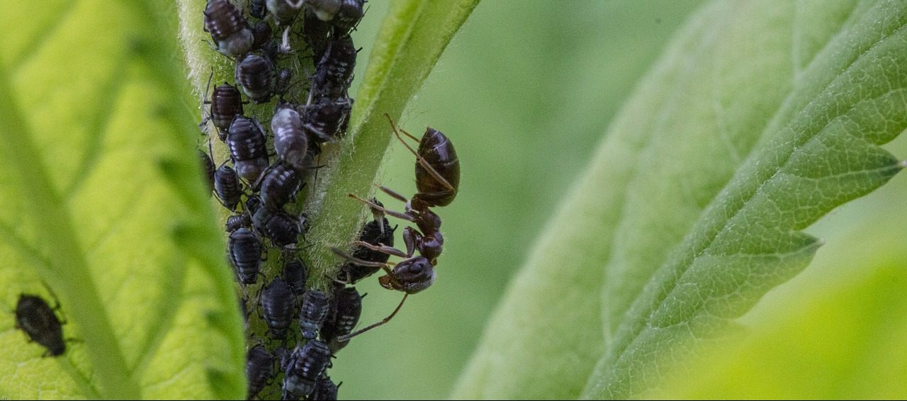 What Causes an Ant Infestation